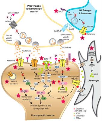 Uncovering the Underlying Mechanisms of Ketamine as a Novel Antidepressant